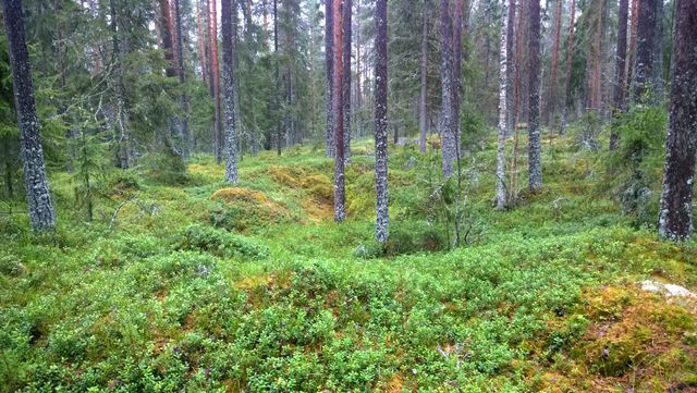 Asumuspainanne, Siikajoki Viitalankangas 3