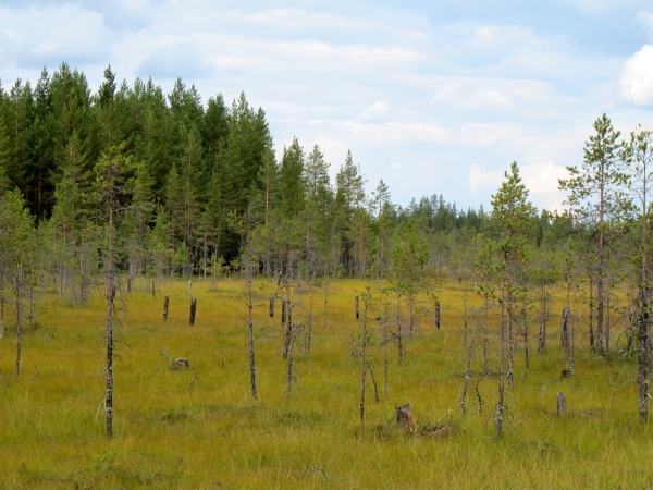 Piikkilankaeste, Lieksa Kaatiinlampi