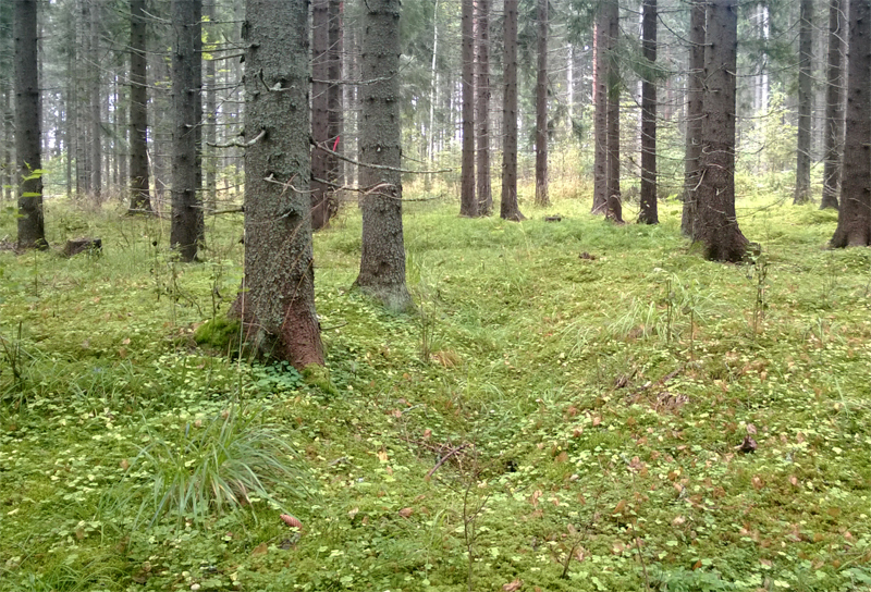 Nauriskuoppa, Asikkala Valkeistenkärki 1