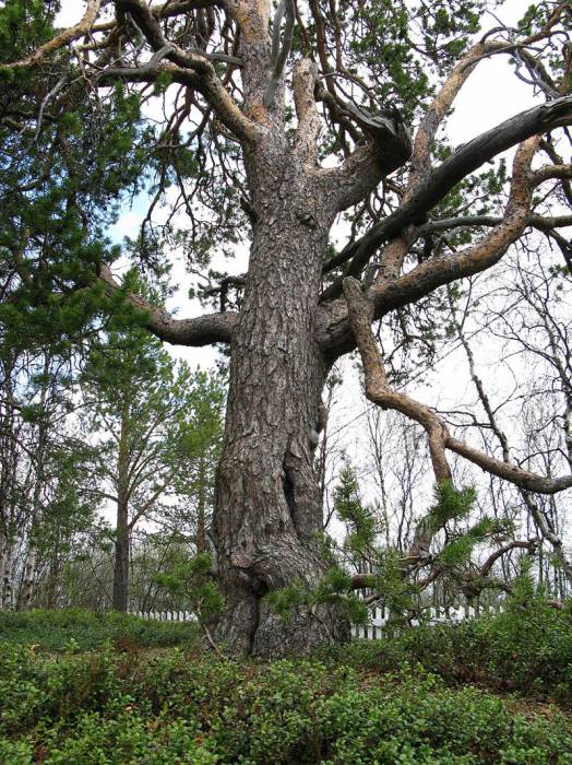 Uhrimänty, Enontekiö Markkina